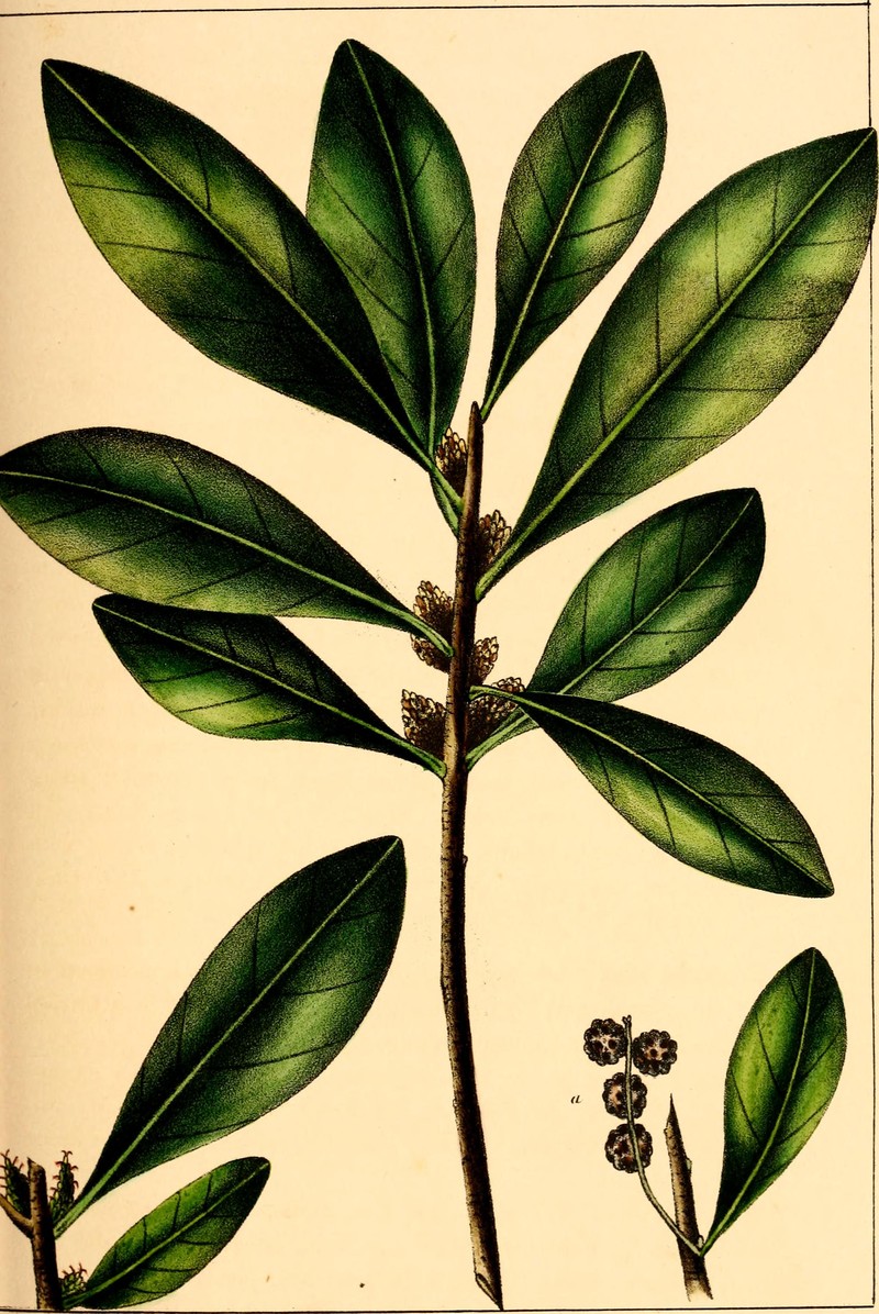 Scentless Bayberry photo 3