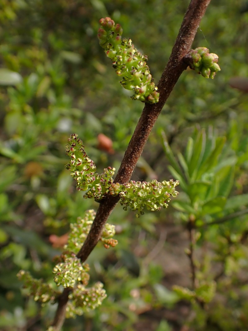 Northern Bayberry