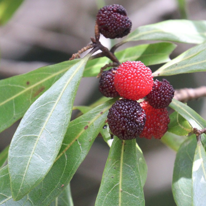 Red Bayberry photo 3