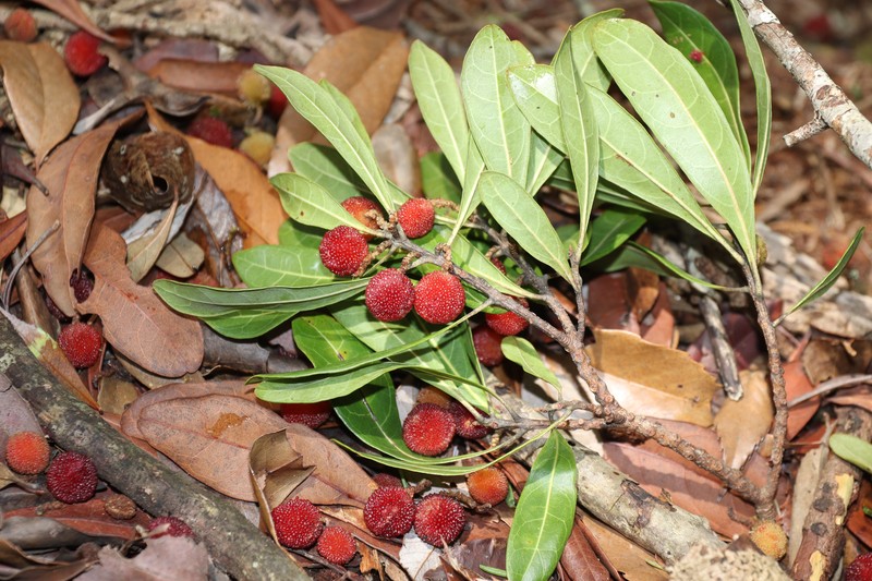 Red Bayberry photo 4