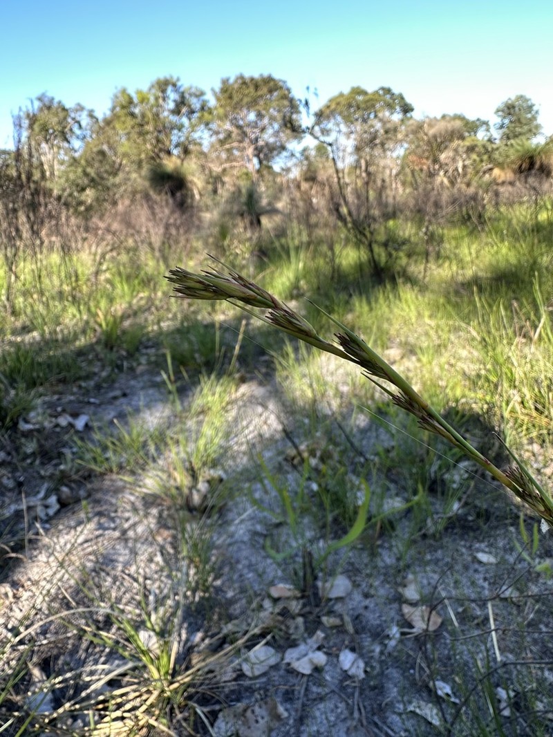 Morelotia australiensis