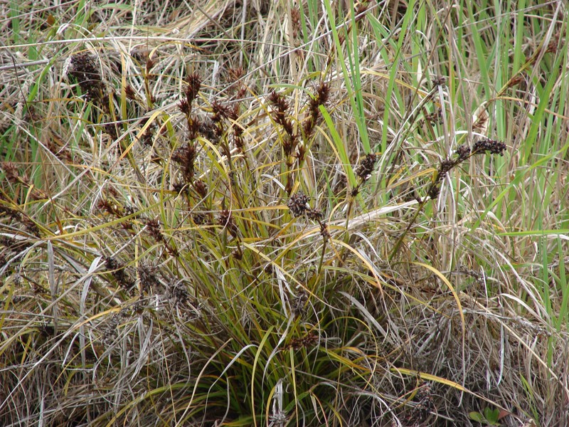 Gaudichaud's Sawsedge photo 4