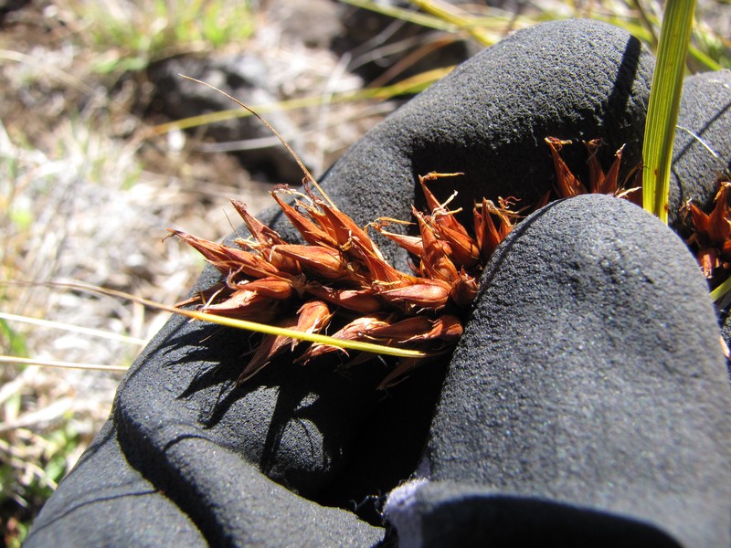 Gaudichaud's Sawsedge photo 5