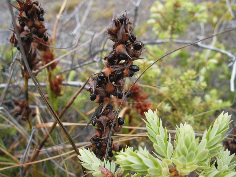 Gaudichaud's Sawsedge photo 2