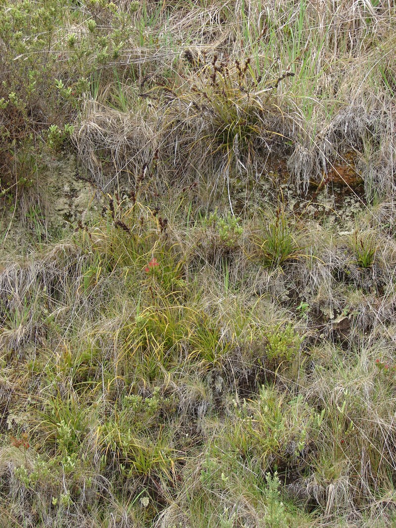 Gaudichaud's Sawsedge photo 3