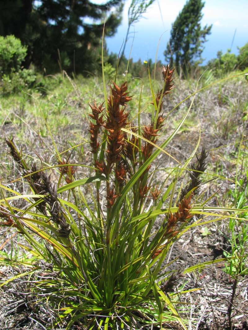 Gaudichaud's Sawsedge