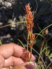 Gaudichaud's Sawsedge