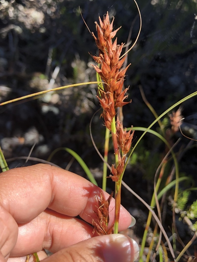 Gaudichaud's Sawsedge