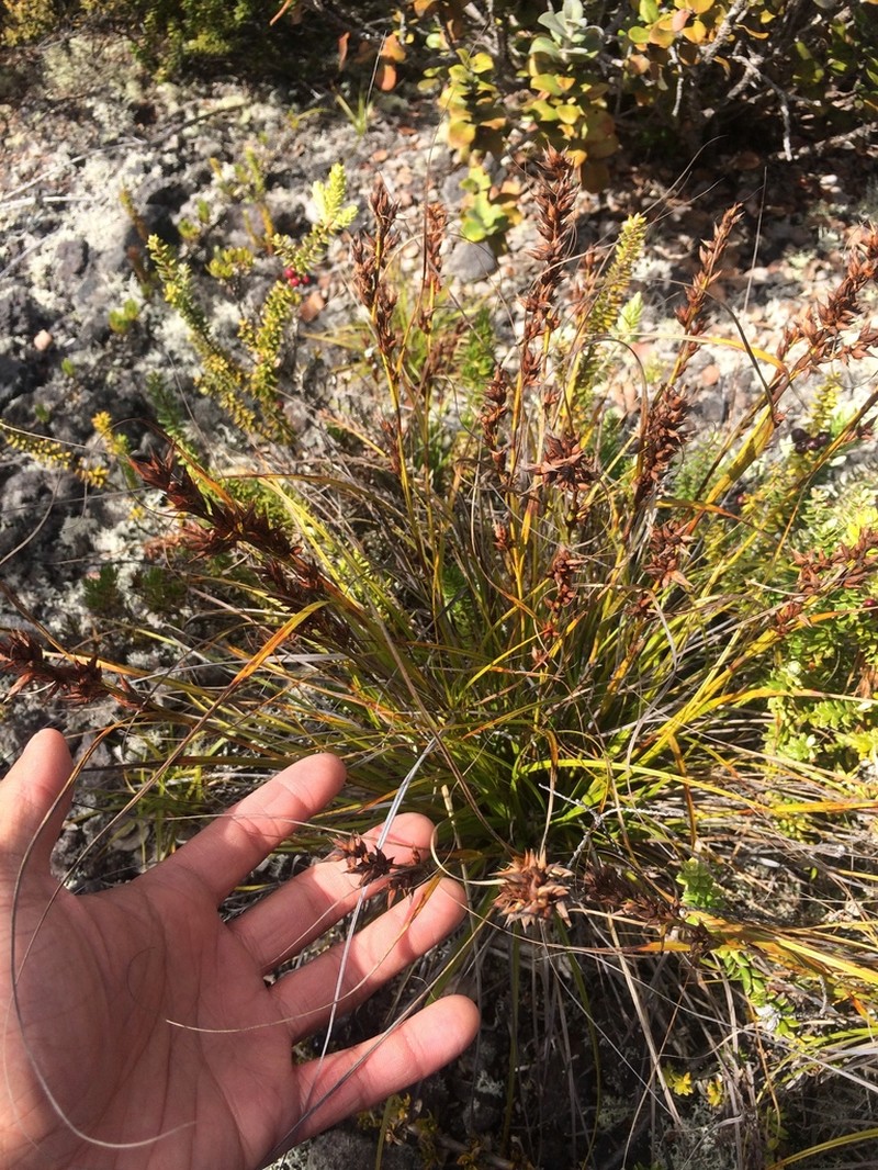 Gaudichaud's Sawsedge photo 2