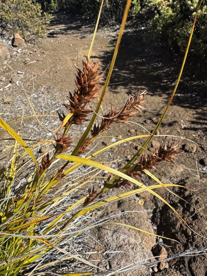 Gaudichaud's Sawsedge photo 3