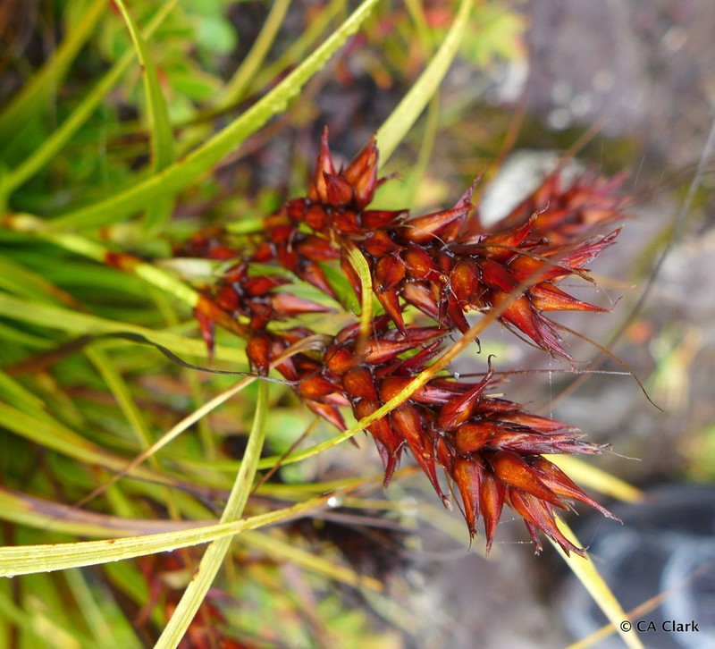 Gaudichaud's Sawsedge photo 4