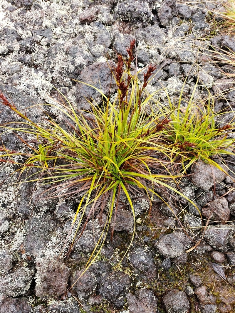 Gaudichaud's Sawsedge photo 5
