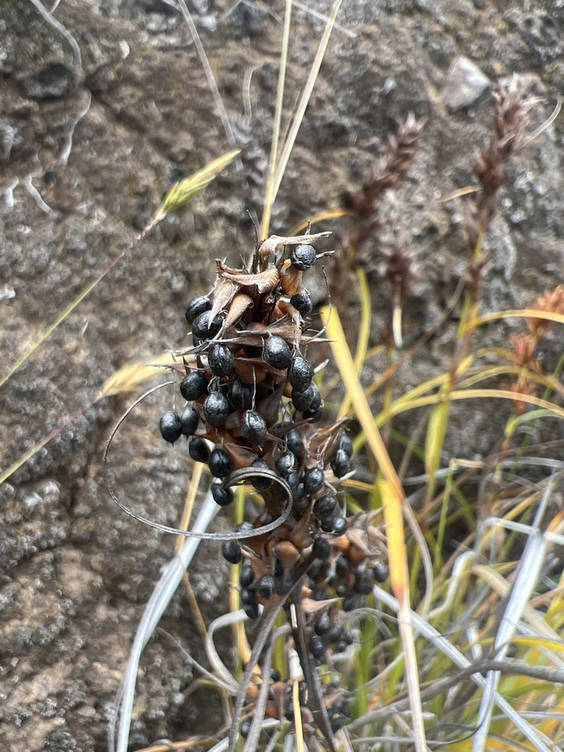 Gaudichaud's Sawsedge photo 6