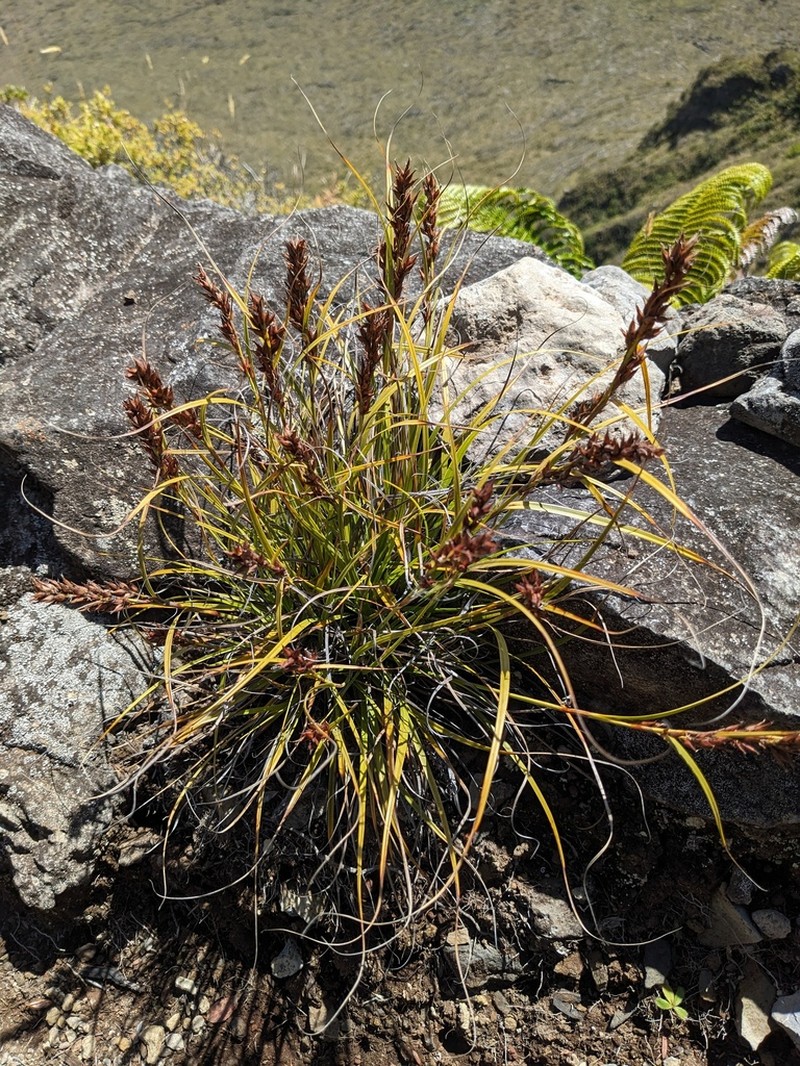Gaudichaud's Sawsedge photo 7