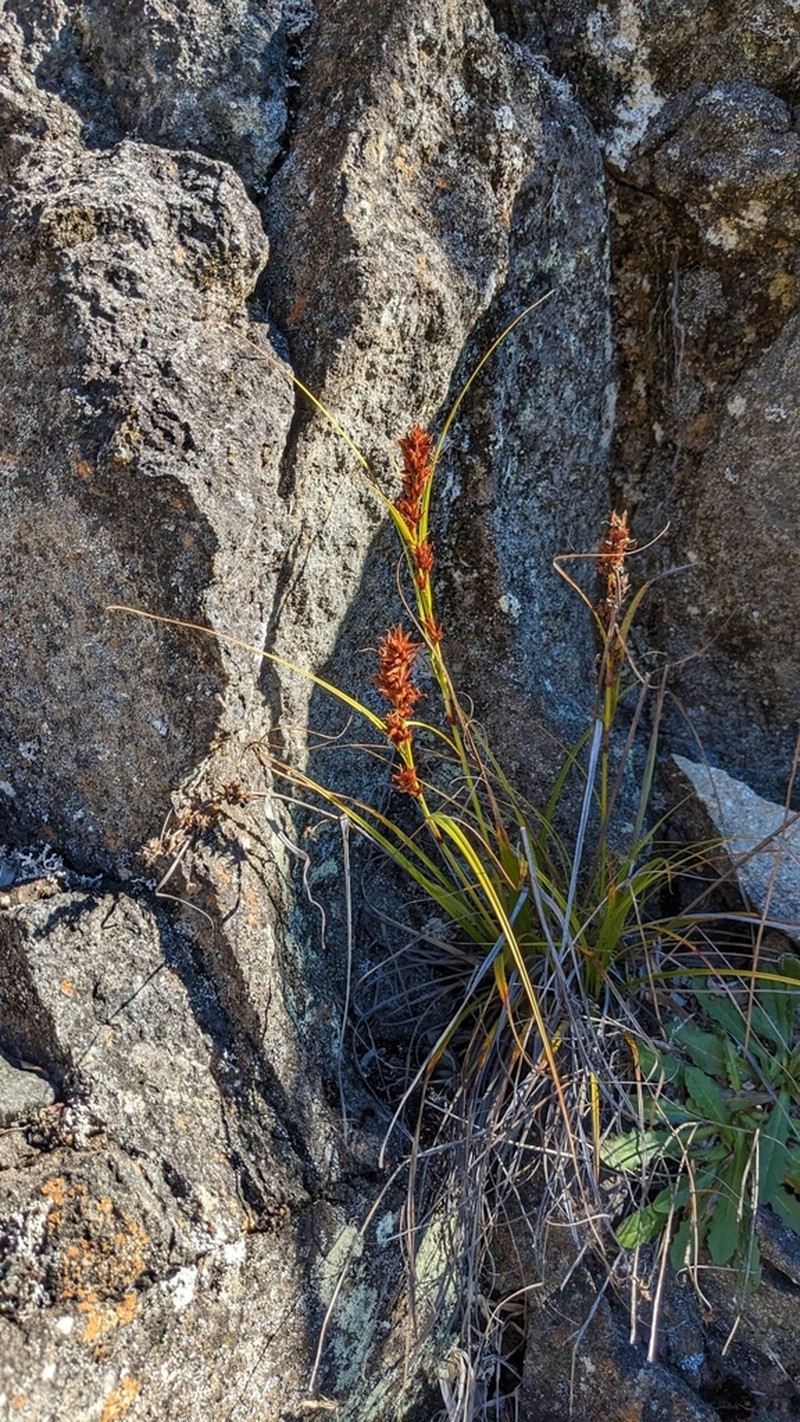 Gaudichaud's Sawsedge photo 8