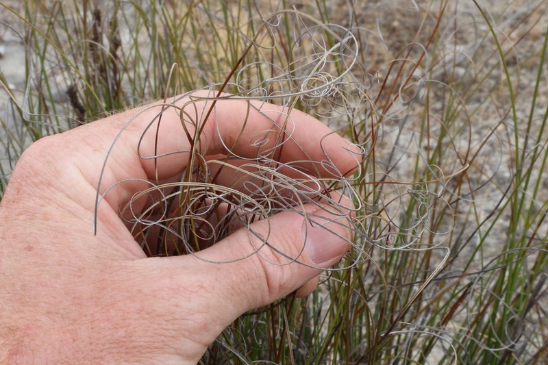Morelotia microcarpa