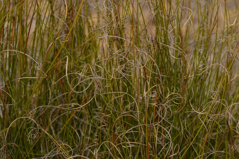 Morelotia microcarpa photo 2