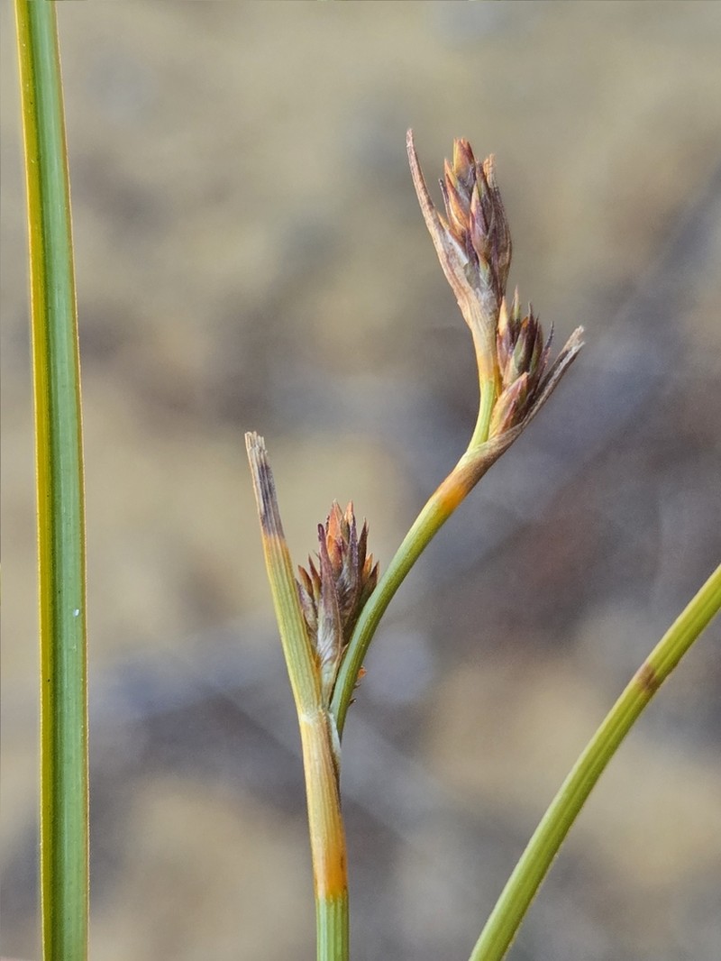 Morelotia microcarpa photo 4