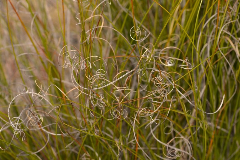 Morelotia microcarpa photo 5