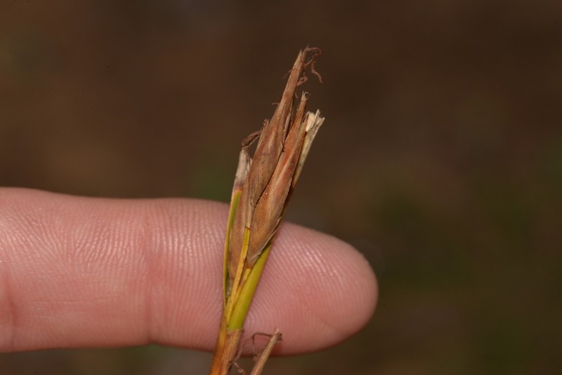 Morelotia microcarpa photo 6