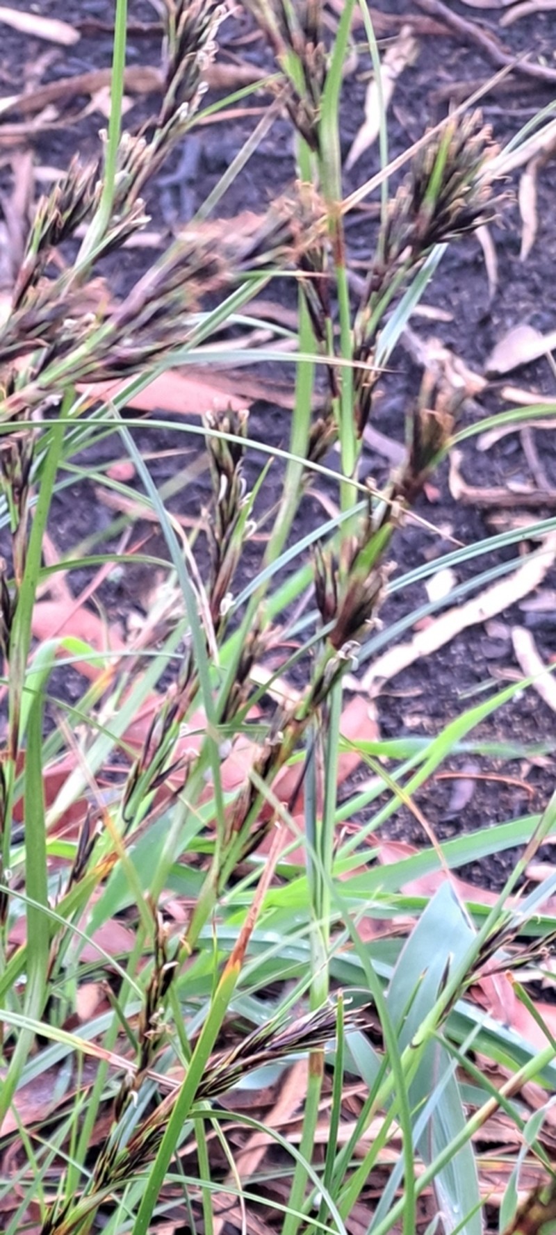 Morelotia octandra