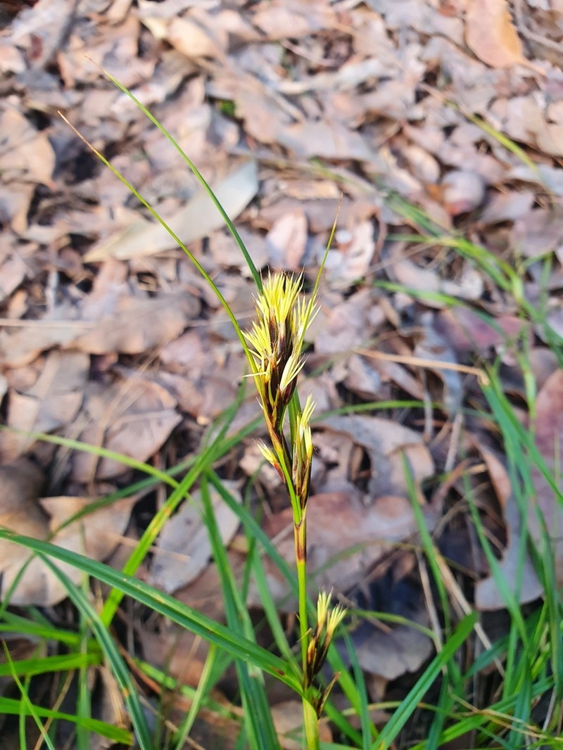 Morelotia octandra photo 2