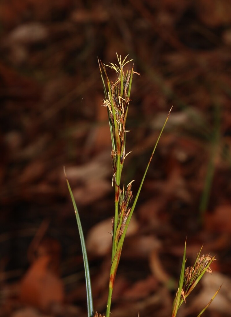 Morelotia octandra photo 3