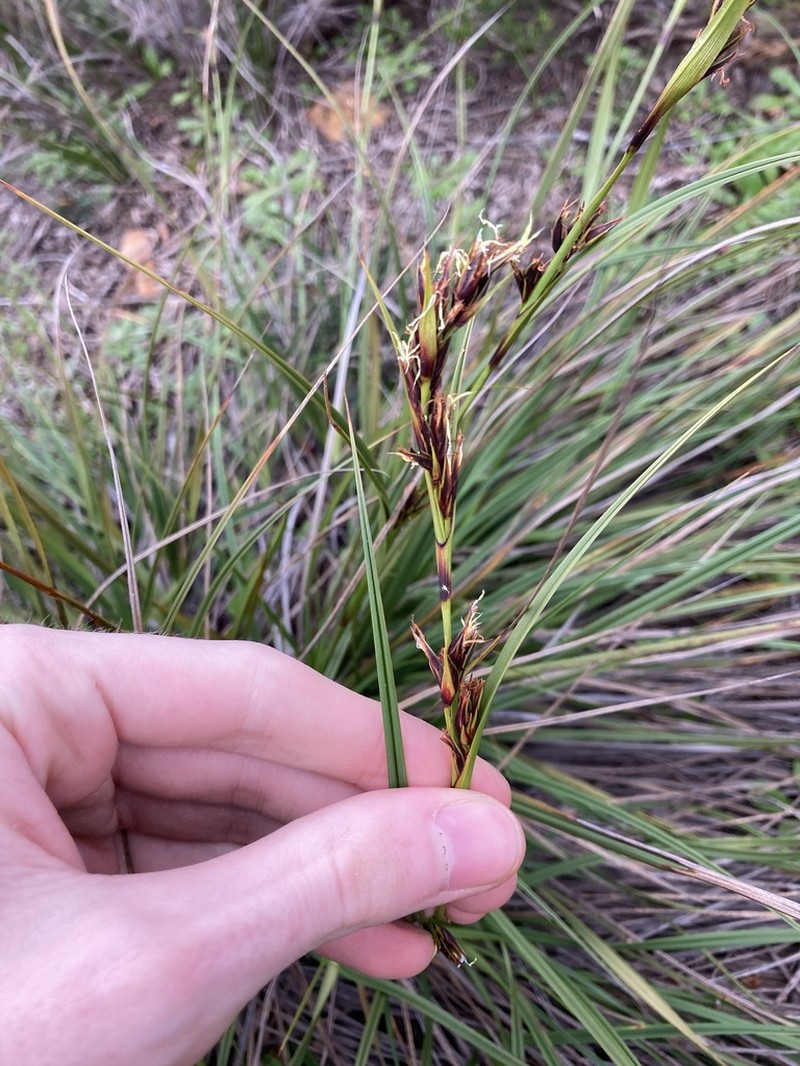 Morelotia octandra photo 4