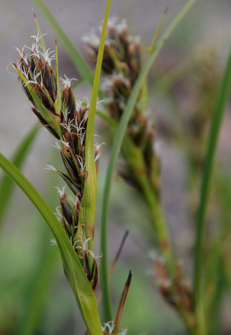 Morelotia octandra photo 5