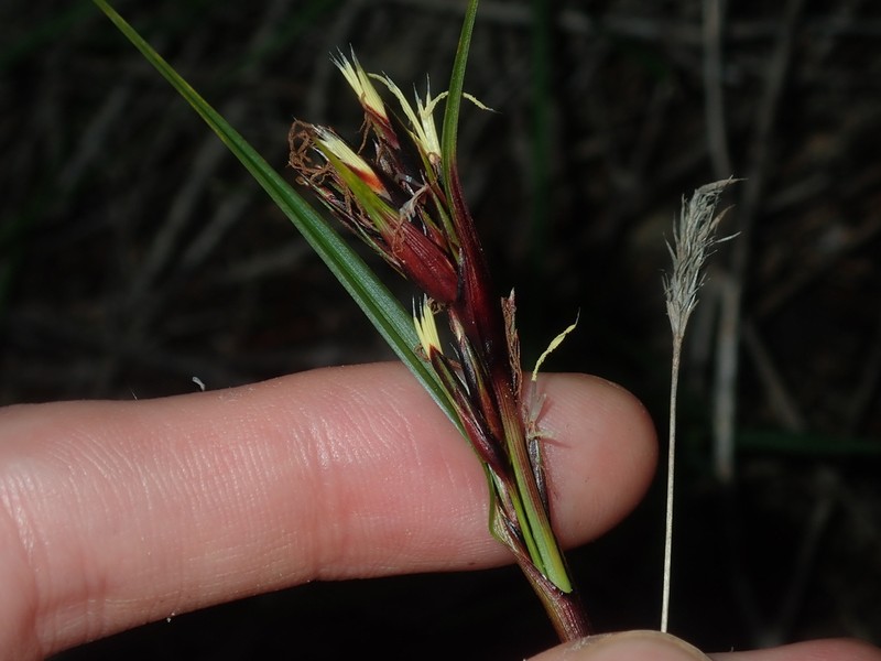 Morelotia octandra photo 6