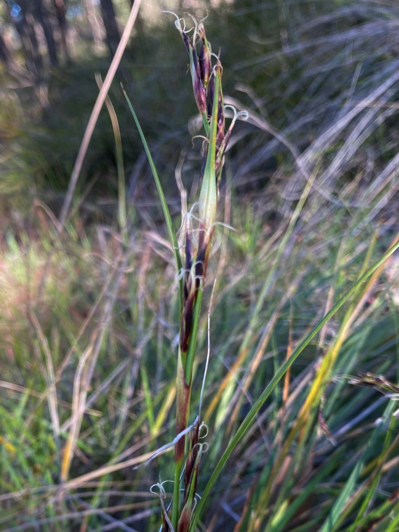 Morelotia octandra photo 7