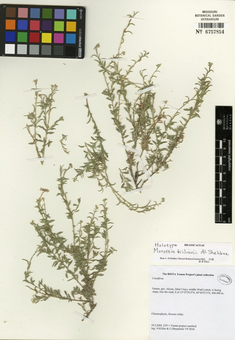 Morettia kilianii
