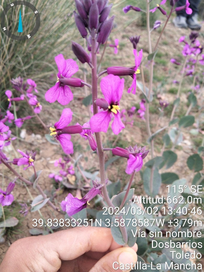 Moricandia moricandioides subsp. moricandioides