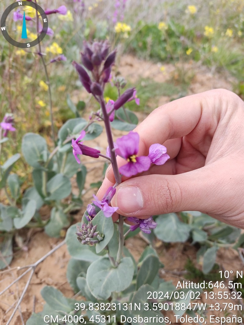 Moricandia moricandioides subsp. moricandioides photo 2