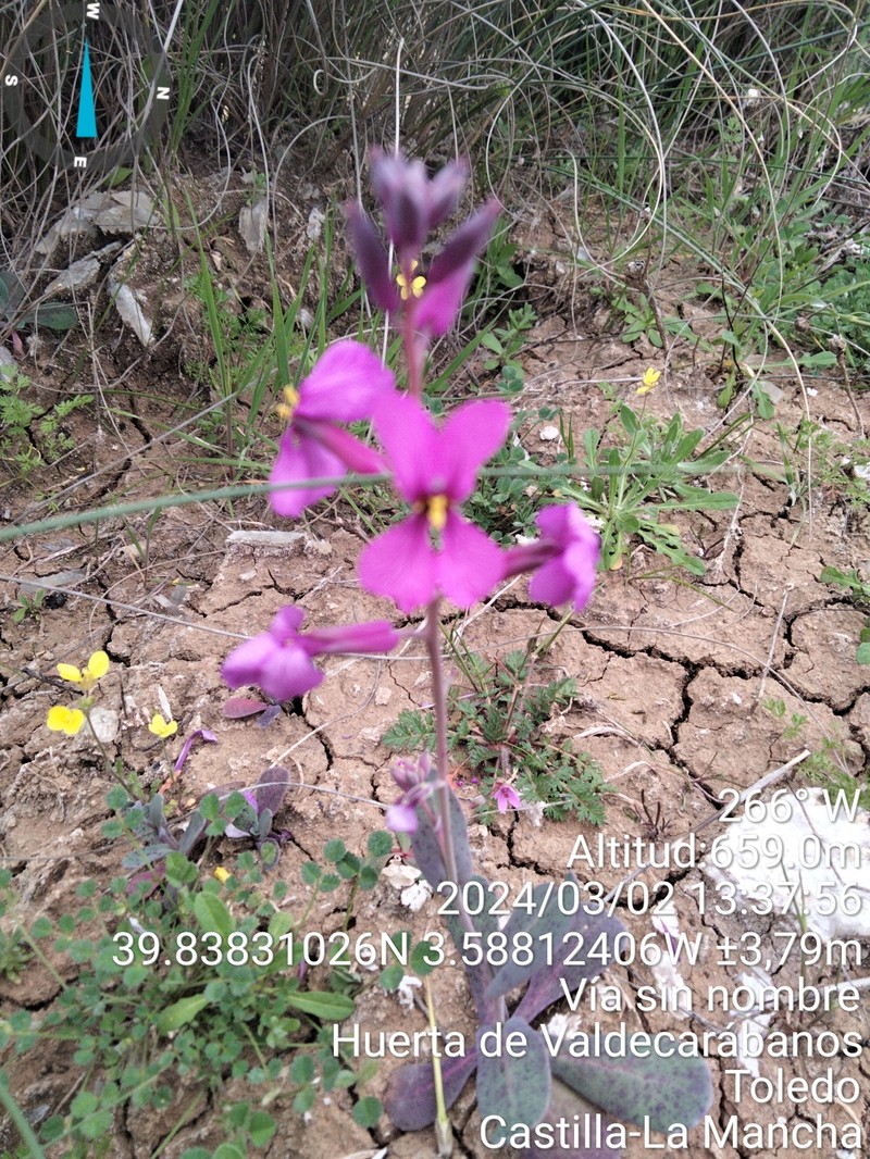 Moricandia moricandioides subsp. moricandioides photo 3