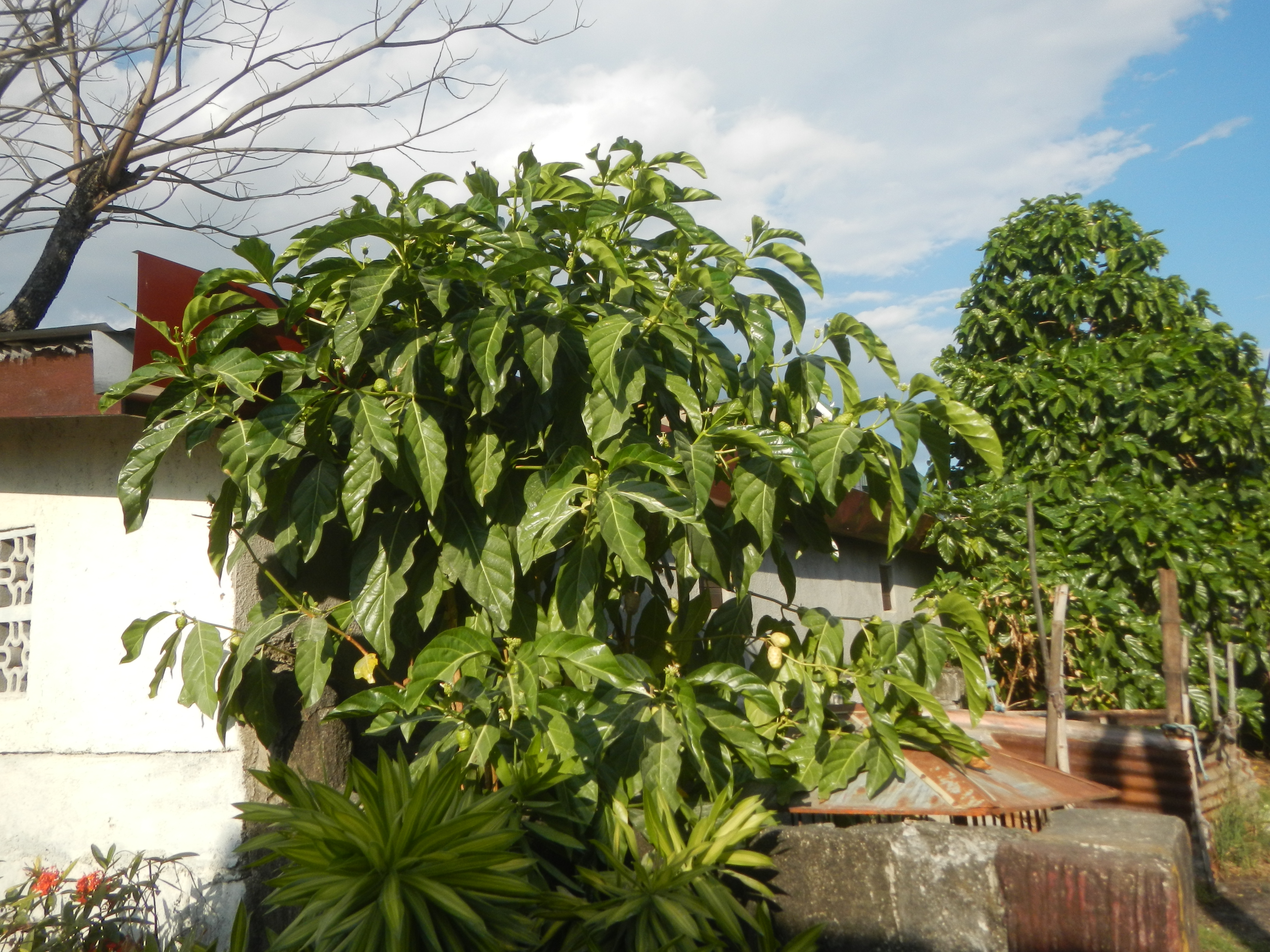 Indian Mulberry photo 2