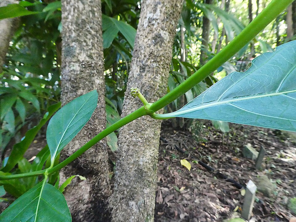 Indian Mulberry photo 4