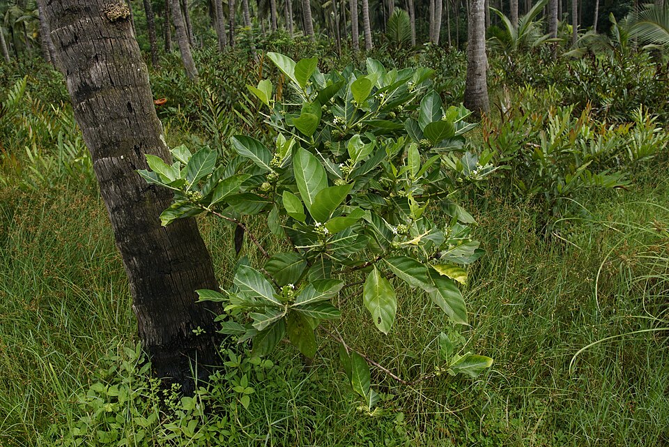 Indian Mulberry photo 5