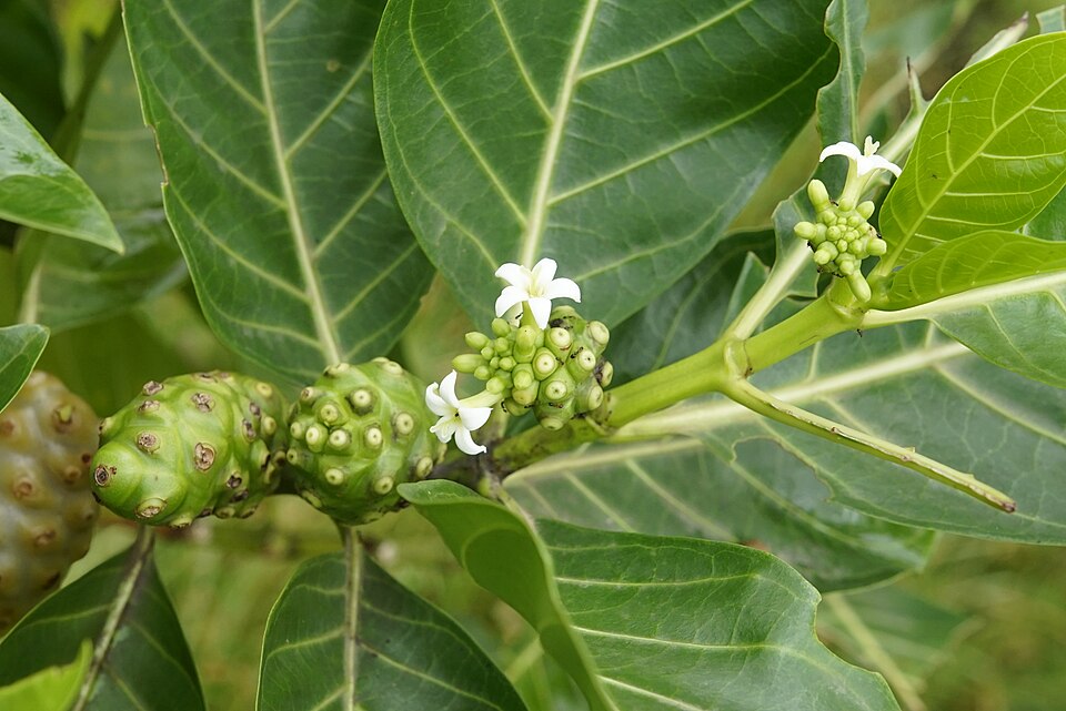 Indian Mulberry photo 6