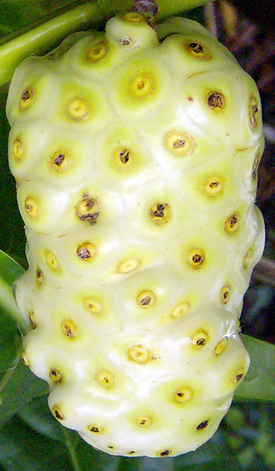 Indian Mulberry photo 8