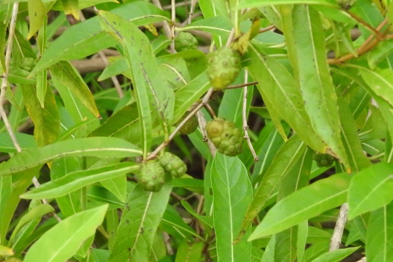 Morinda talmyi