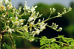 Horseradishtree