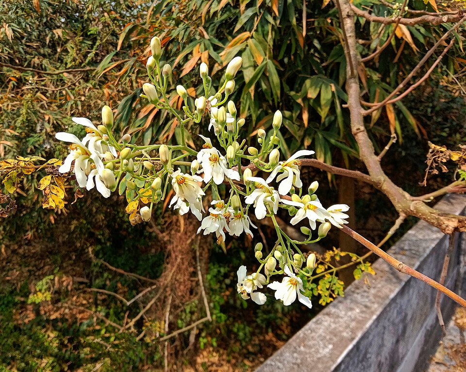 Horseradishtree photo 3