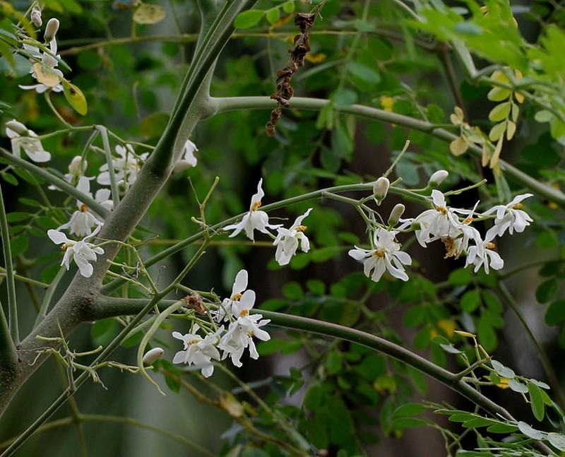 Horseradishtree photo 8