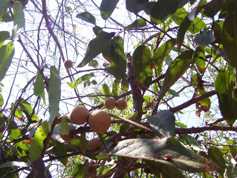 Ratapple photo 2