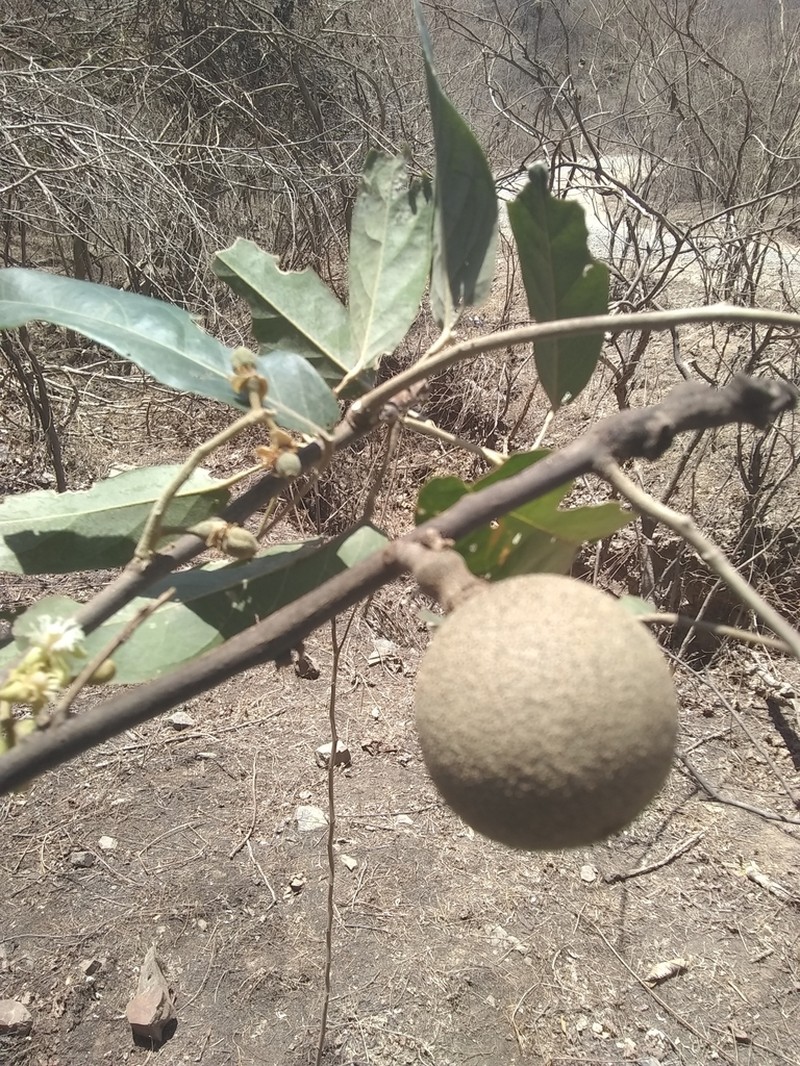 Ratapple photo 3
