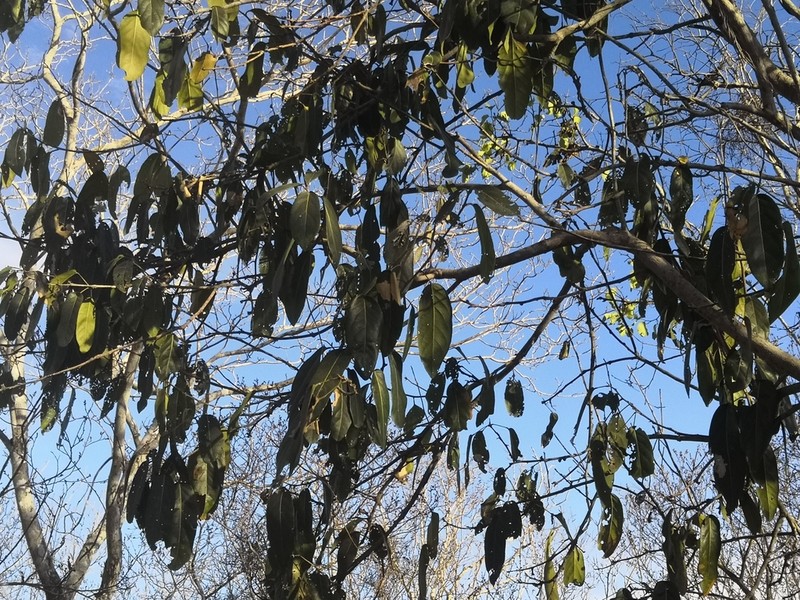 Ratapple photo 5