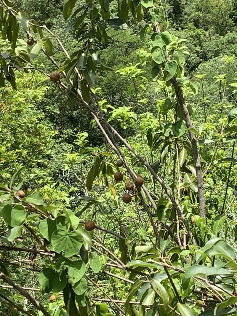 Ratapple photo 6