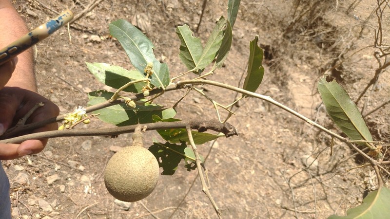 Ratapple photo 7