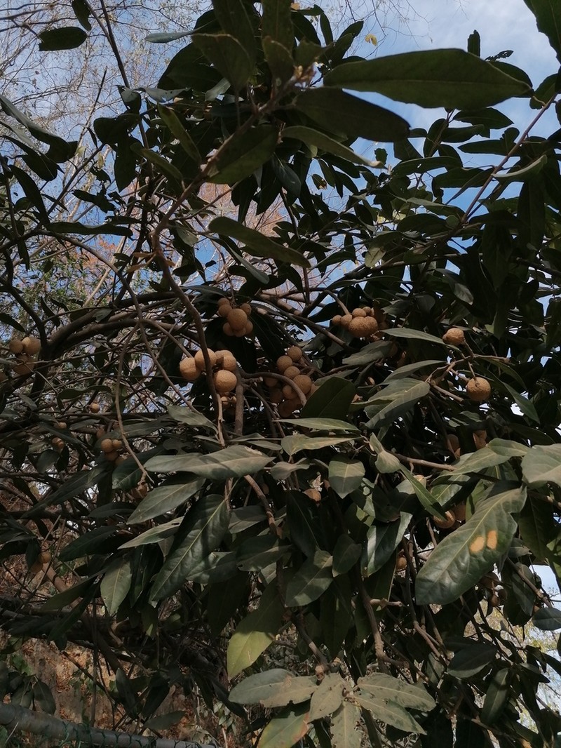Ratapple photo 8